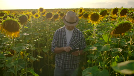 A-farmer-in-a-straw-hat-and-plaid-shirt-is-walking-on-a-field-with-a-lot-of-big-sunflowers-in-summer-day-and-writes-its-properties-to-his-electronic-book.